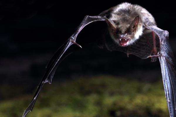 Bat MyotisMyotis
