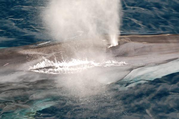 HO5 whale shutterstock 92244052 v3