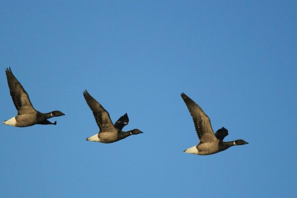 brentgeese edit