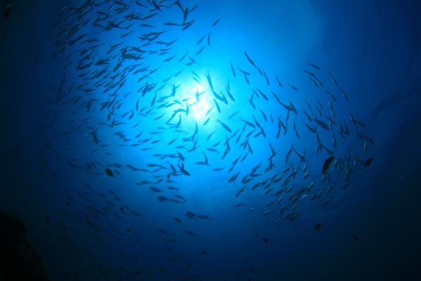oceans shutterstock 262241708
