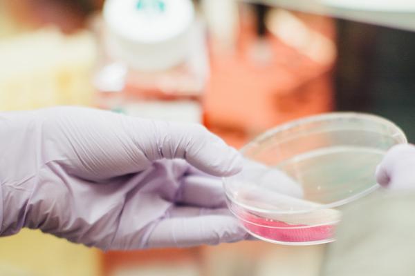 petri dish 2000