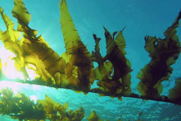 seaweed2