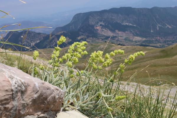 sideritis or ironwort 0