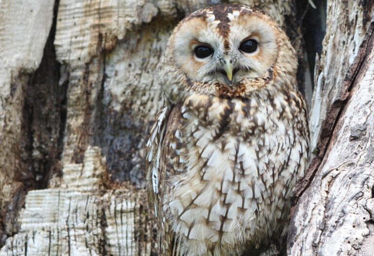 camouflage crop1 768x526