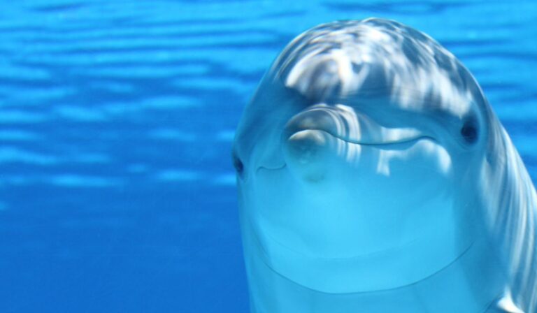 dolphin crop 21 768x448