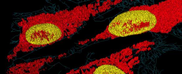 mitochondria red yellow 01