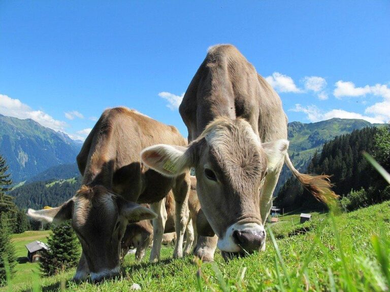 xCowP20field.jpg.pagespeed.ic .quxHP3qrEV1 768x576