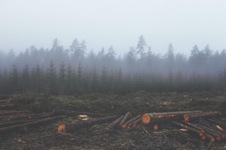 deforestation 351474 19201 768x512