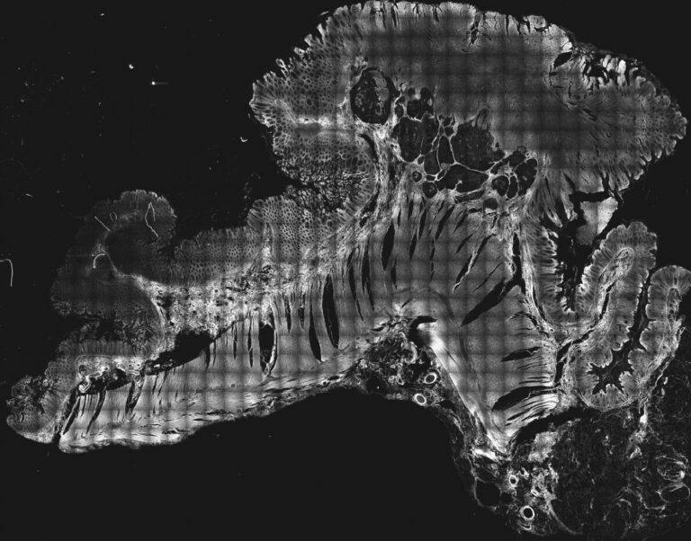 downloaded image 1743088721 1 768x602