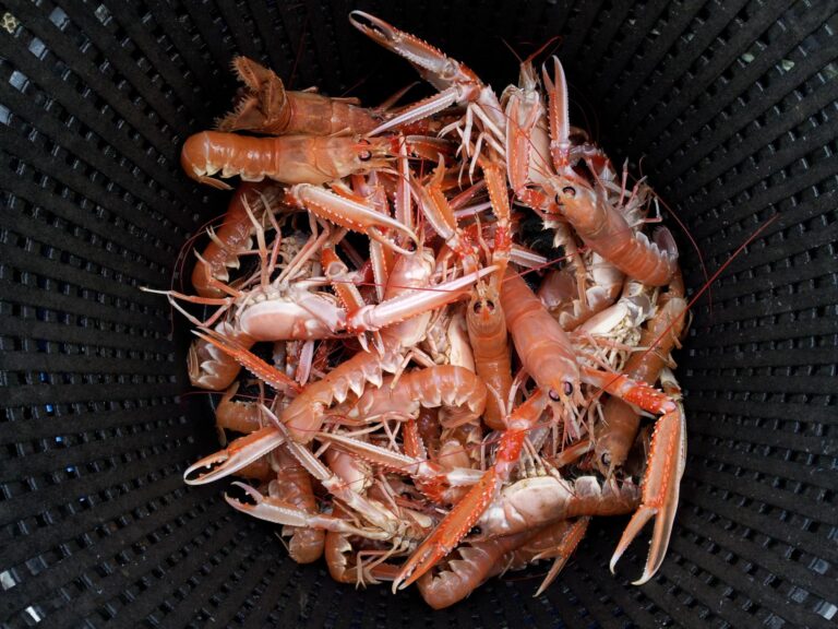 Nephrops20catch Krang1 768x576