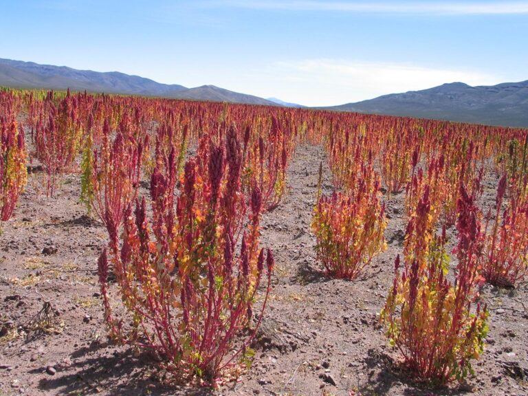 Quinoa1 768x576