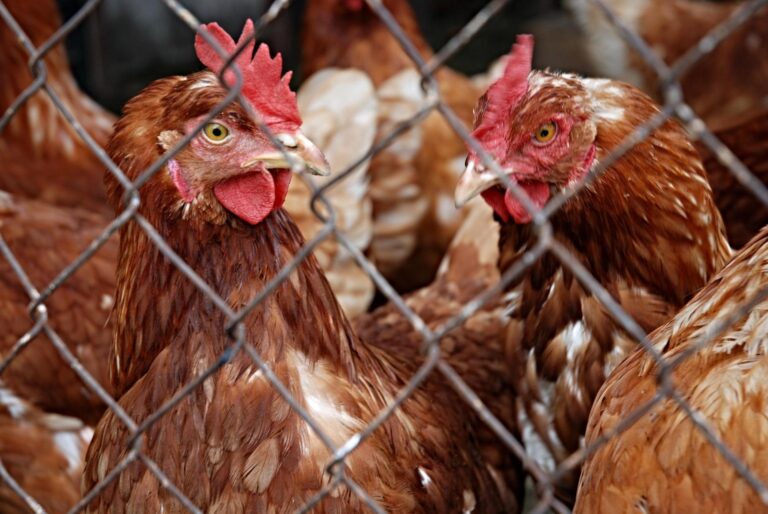 brown hen mesh 677981 768x514