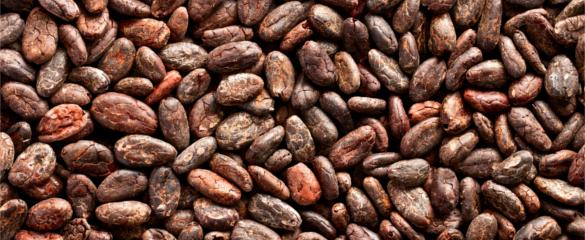 cocoa20beans 01