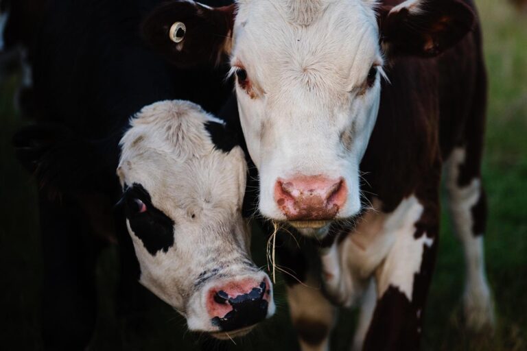 cows1 768x512