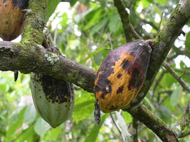 black pod rot plantvillage penn state 768x576